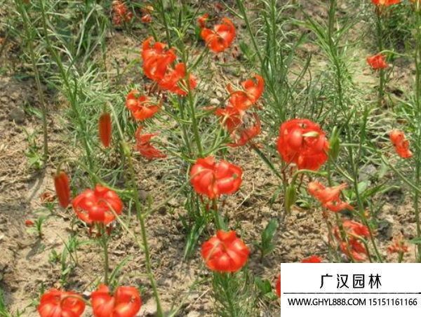 細(xì)葉百合 細(xì)葉百合