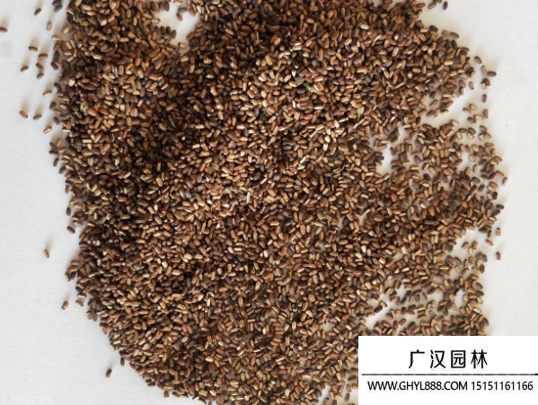 馬鞭草種子 馬鞭草種子