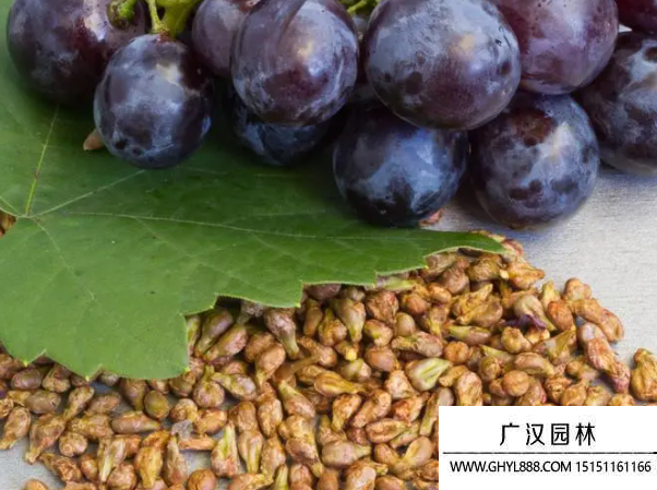 葡萄種子 葡萄種子