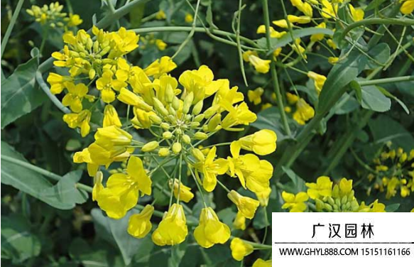 油菜種子 油菜種子