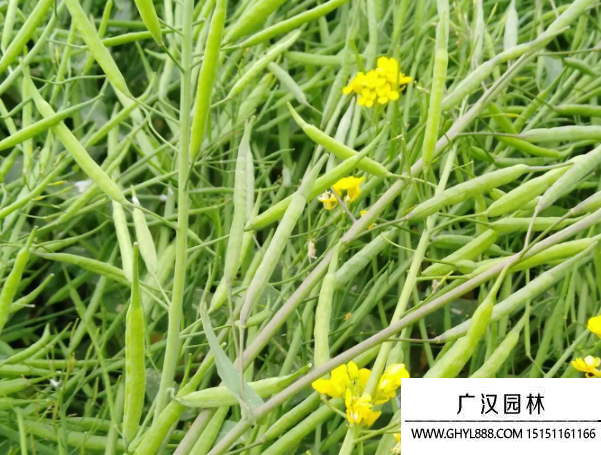 油菜種子 油菜種子