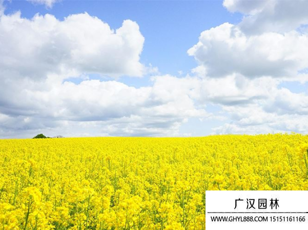 油菜種子 油菜種子