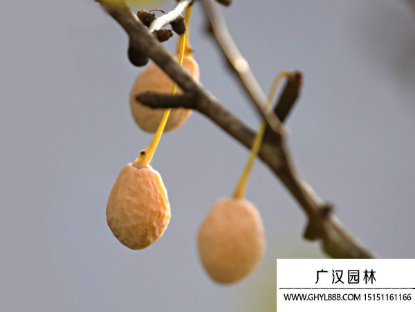 銀杏種子 銀杏種子