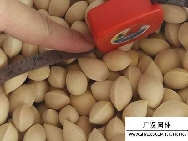 銀杏種子 銀杏種子