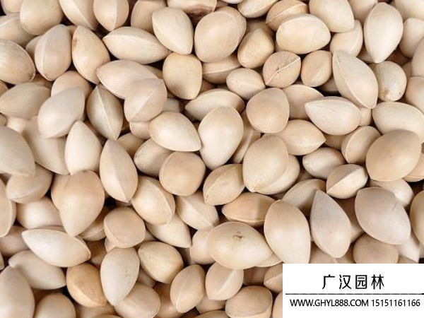 銀杏種子 銀杏種子