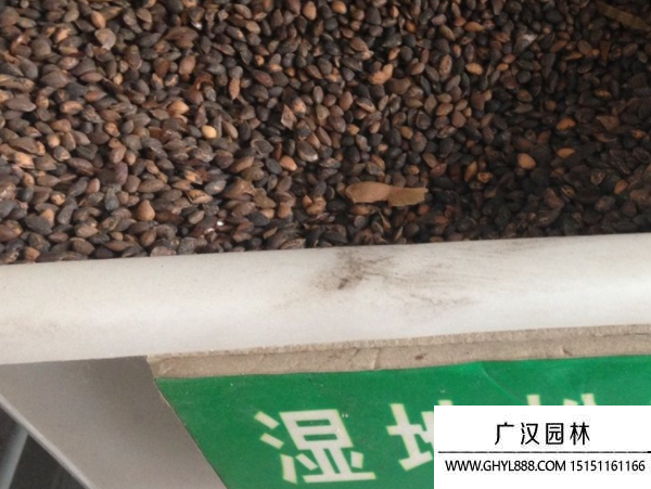 濕地松種子 濕地松種子