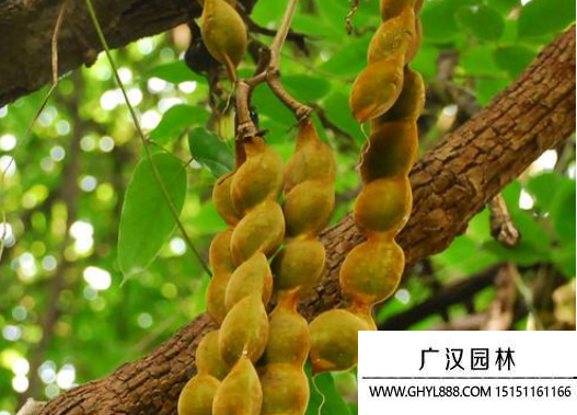 油麻藤種子 油麻藤種子