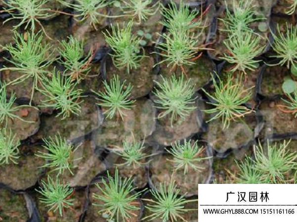 濕地松種子 濕地松種子