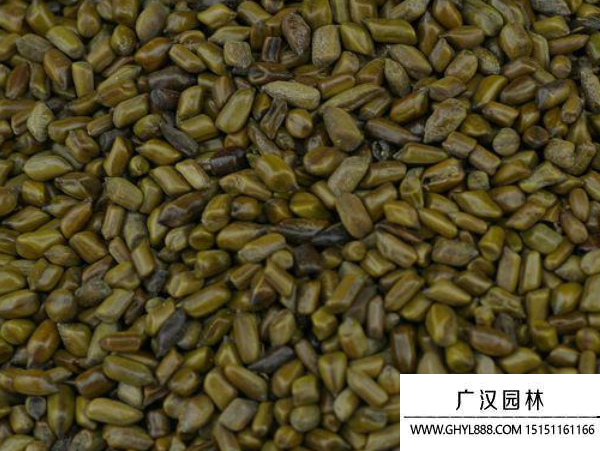 傘房決明種子 傘房決明種子