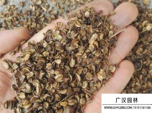 羌活種子 羌活種子