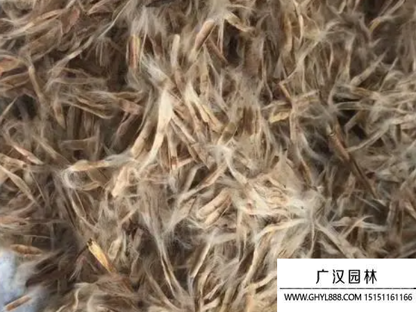 梓樹(shù)種子 梓樹(shù)種子