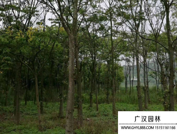 滇樸樹種子 滇樸樹種子