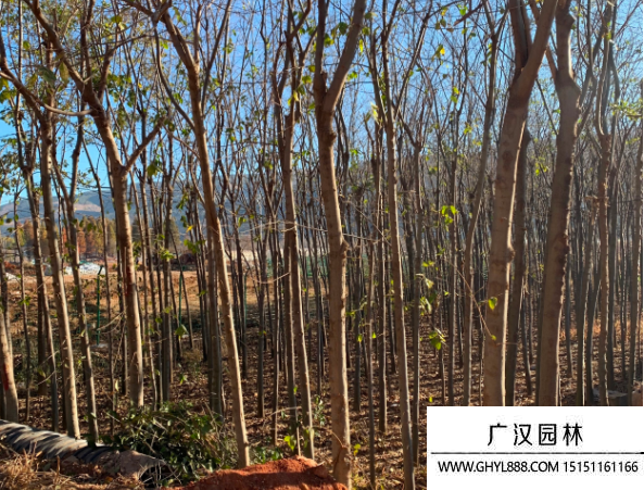 滇樸樹種子 滇樸樹種子