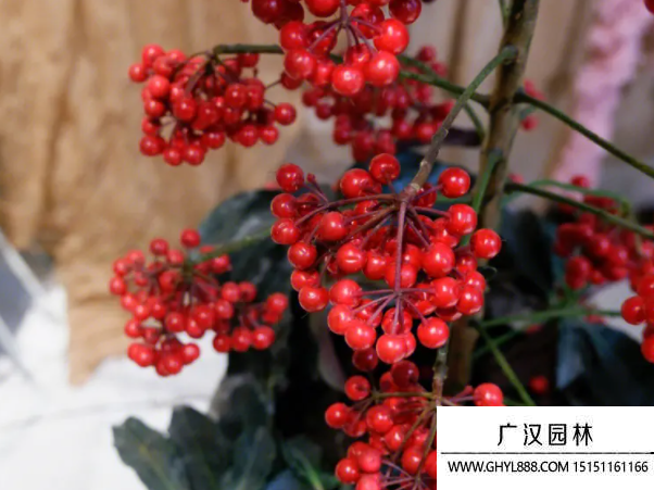 富貴子種子 富貴子種子