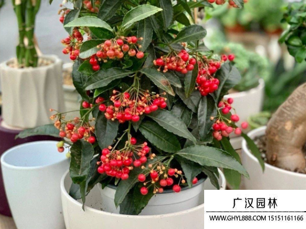 富貴子種子 富貴子種子