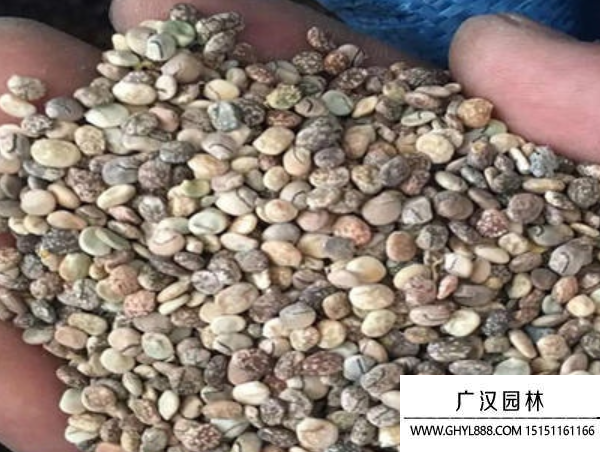 白羽扇豆種子 白羽扇豆種子