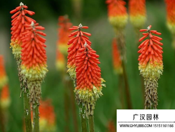 火炬花種子 火炬花種子