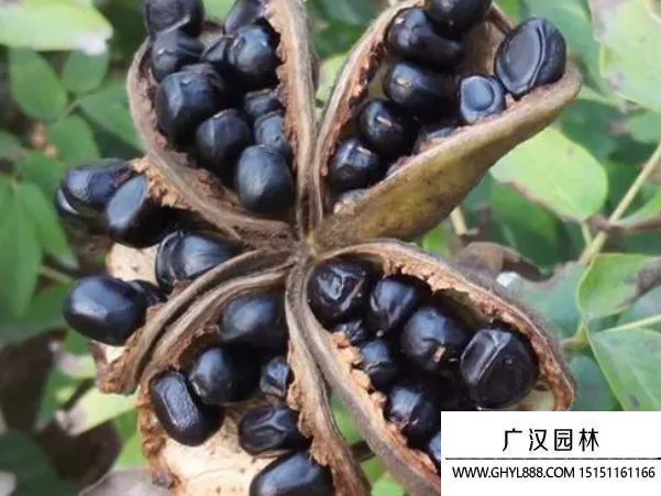 牡丹種子 牡丹種子