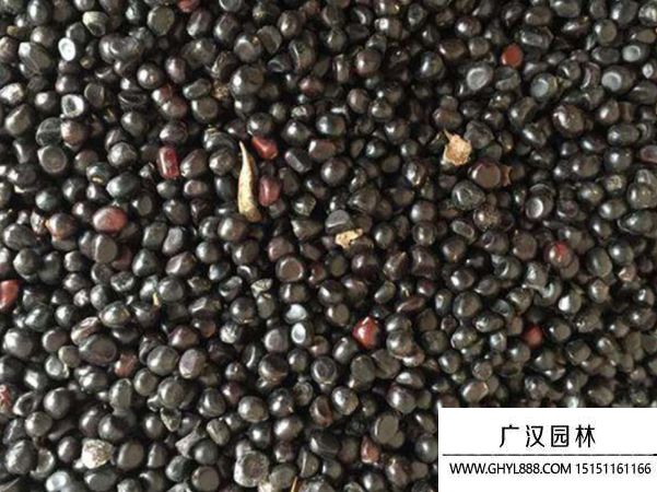 牡丹種子 牡丹種子