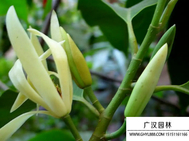 黃葛蘭種子 黃葛蘭種子