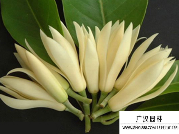 黃葛蘭種子 黃葛蘭種子