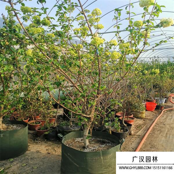 中華木繡球 (1).jpg