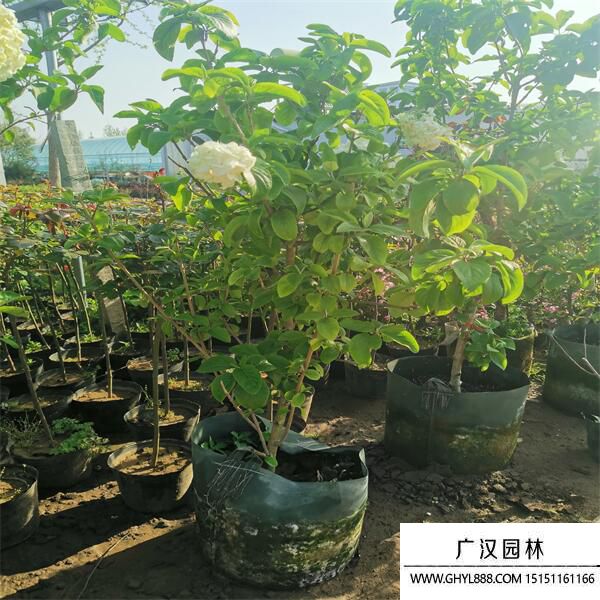 中華木繡球 (6).jpg