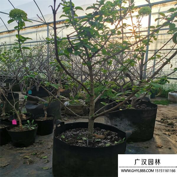 中華木繡球 (5).jpg