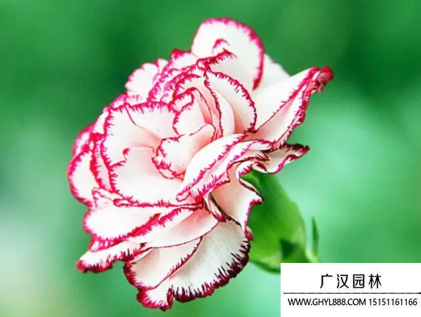 康乃馨種子 康乃馨種子