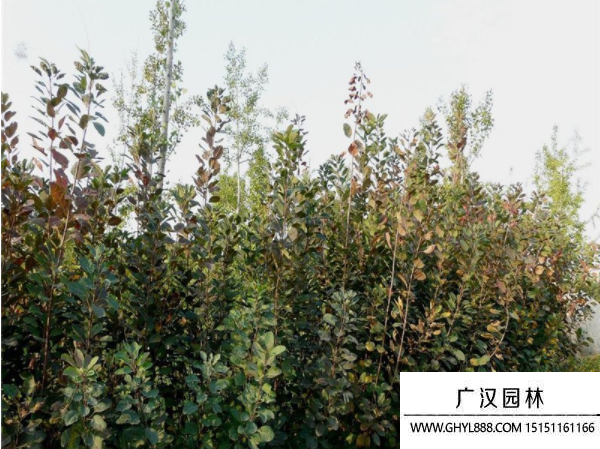 美國紅櫨 美國紅櫨