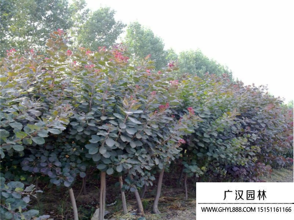 美國紅櫨 美國紅櫨