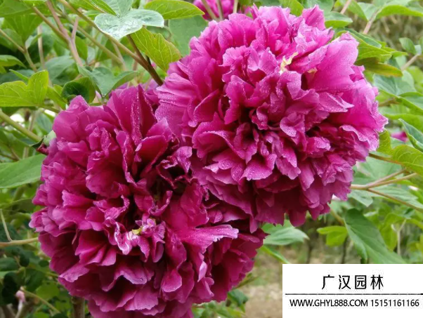 牡丹種子 牡丹種子