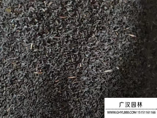 黑心菊種子 黑心菊種子