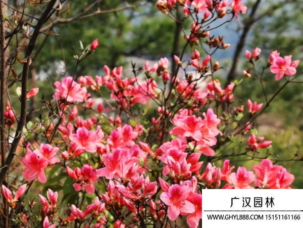 映山紅種子 映山紅種子