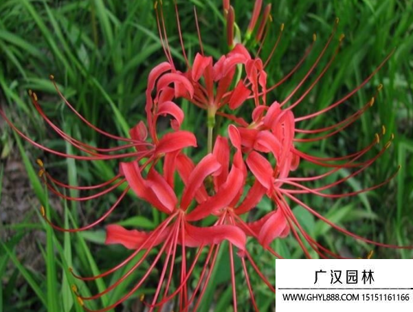 曼珠沙華花種子