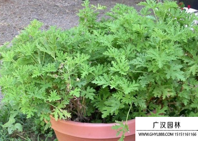 驅(qū)蚊草種子 驅(qū)蚊草種子