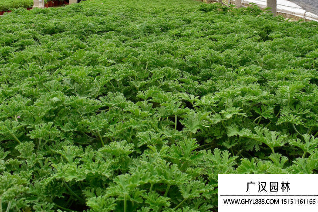 驅(qū)蚊草種子 驅(qū)蚊草種子