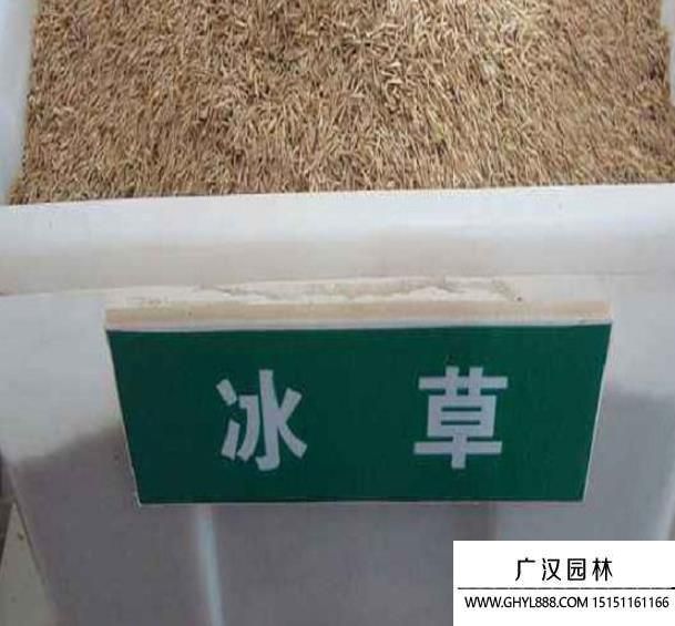 各種花草種子 各種花草種子