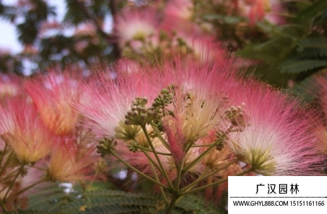 芙蓉樹種子 芙蓉樹種子