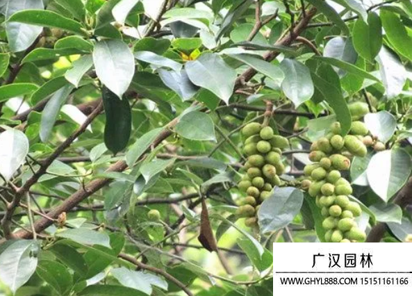 樂(lè)昌含笑 樂(lè)昌含笑