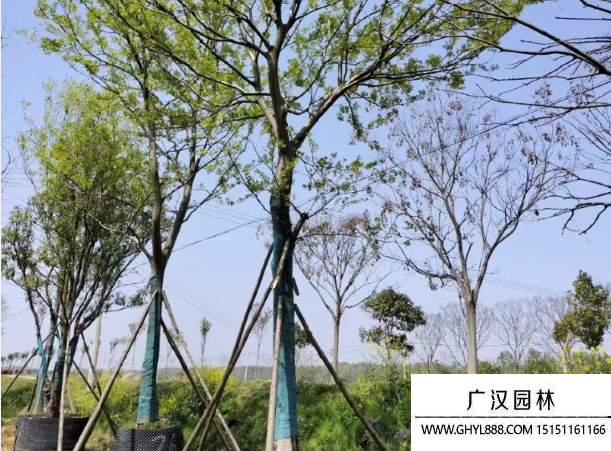 樸樹(shù) 樸樹(shù)