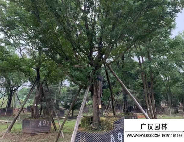 樸樹(shù) 樸樹(shù)