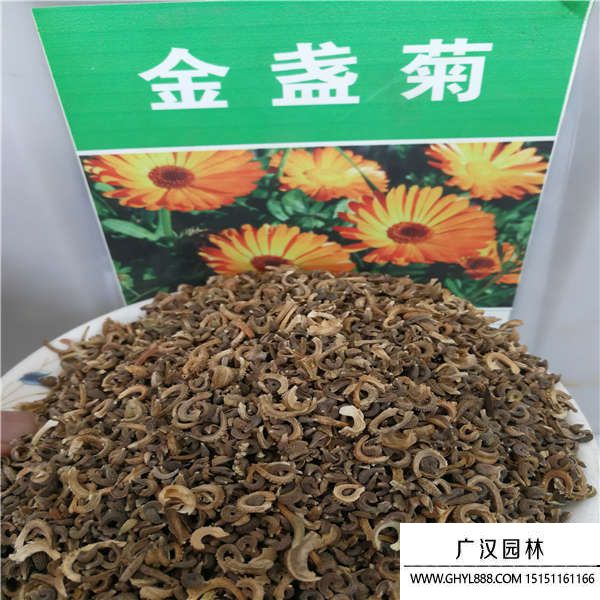 金盞菊種子