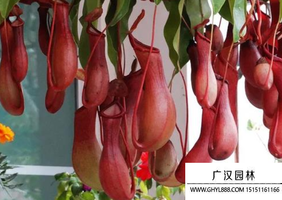 豬籠草種子 豬籠草種子