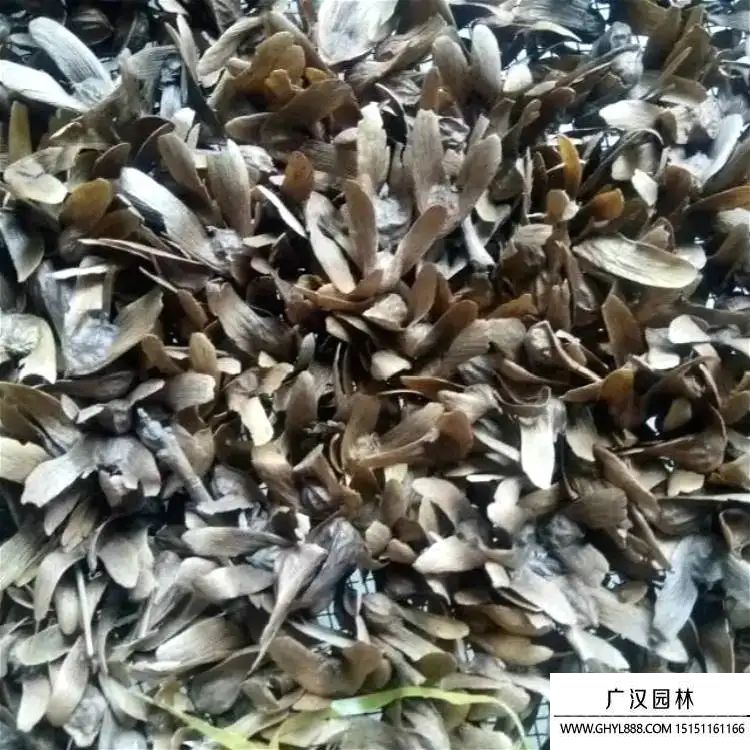 楓揚(yáng)種子