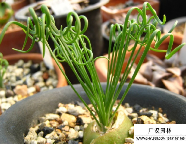 彈簧草種子 彈簧草種子