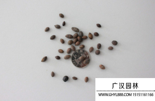 天竺蘭種子 天竺蘭種子