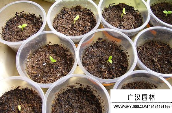 天竺蘭種子 天竺蘭種子