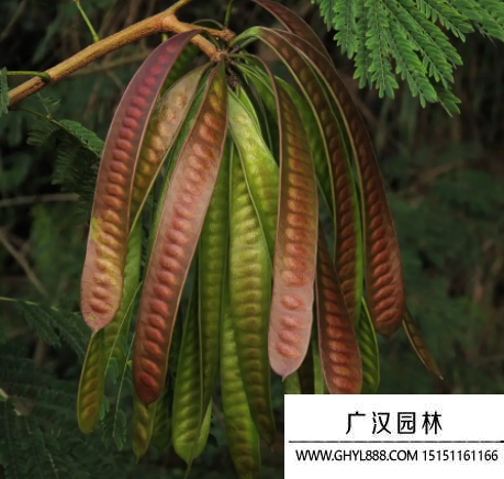 合歡種子 合歡種子