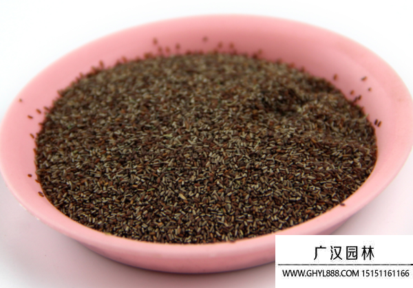 馬鞭草種子 馬鞭草種子